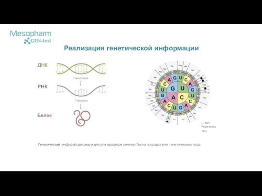 ДНК РНК Translation Белок Реализация генетической информации Transcription Arg ..... Start >Start