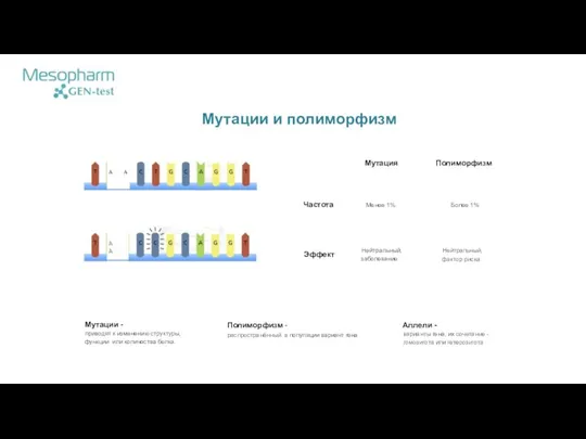 Мутации и полиморфизм А А Мутация Полиморфизм Частота Менее 1% Более 1%