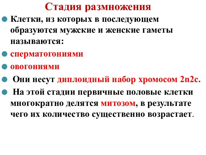 Стадия размножения Клетки, из которых в последующем образуются мужские и женские гаметы