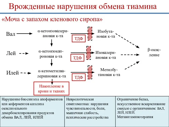 β-окис- ление Врожденные нарушения обмена тиамина «Моча с запахом кленового сиропа» α-кетоизовалери-ановая