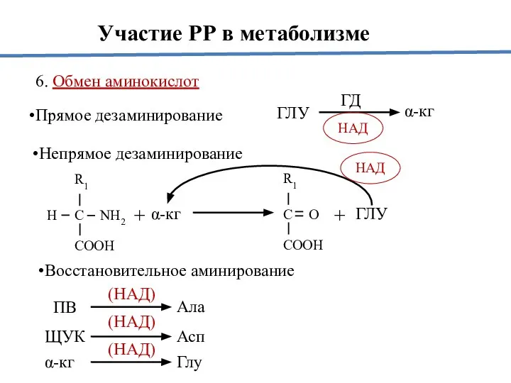 6. Обмен аминокислот Прямое дезаминирование ГЛУ ГД НАД α-кг Участие РР в
