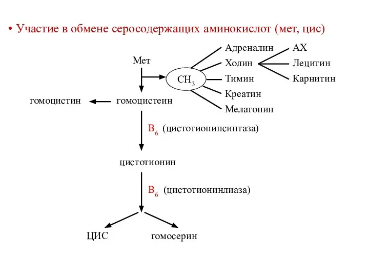 Участие в обмене серосодержащих аминокислот (мет, цис) Мет гомоцистеин гомоцистин (цистотионинсинтаза) цистотионин