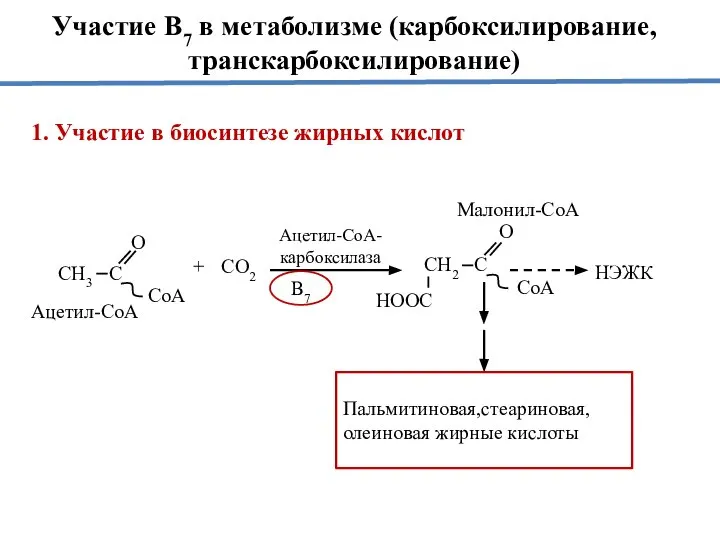 Участие В7 в метаболизме (карбоксилирование, транскарбоксилирование) 1. Участие в биосинтезе жирных кислот