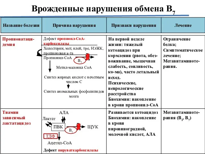 Врожденные нарушения обмена В7 АЛА ПВК ТДФ Ацетил-СоА Лактат ЩУК В7 В7