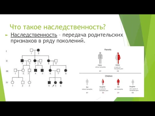 Что такое наследственность? Наследственность – передача родительских признаков в ряду поколений.