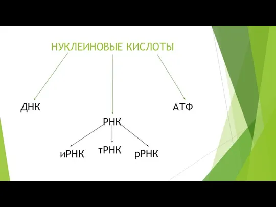 НУКЛЕИНОВЫЕ КИСЛОТЫ РНК ДНК АТФ иРНК тРНК рРНК