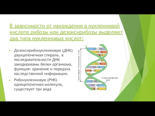 В зависимости от нахождения в нуклеиновой кислоте рибозы или дезоксирибозы выделяют два