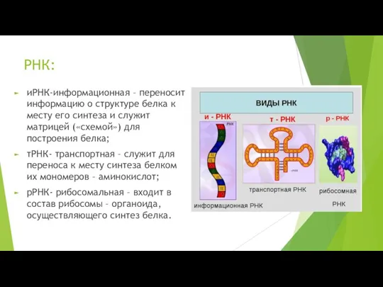 РНК: иРНК-информационная – переносит информацию о структуре белка к месту его синтеза