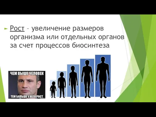 Рост – увеличение размеров организма или отдельных органов за счет процессов биосинтеза