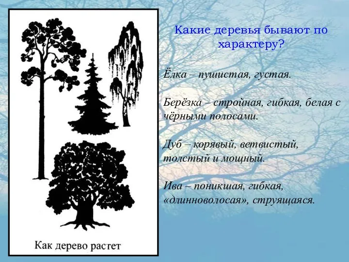 Какие деревья бывают по характеру? Ёлка – пушистая, густая. Берёзка – стройная,