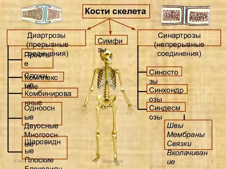 Кости скелета Диартрозы (прерывные соединения) Синартрозы (непрерывные соединения) Синостозы Синхондрозы Синдесмозы Швы