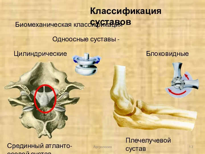 Классификация суставов Биомеханическая классификация Одноосные суставы - Цилиндрические Блоковидные Срединный атланто-осевой сустав Плечелучевой сустав УГМА Артрология