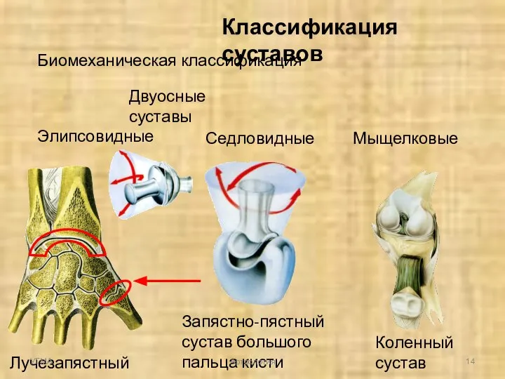 Классификация суставов Биомеханическая классификация Двуосные суставы Элипсовидные Мыщелковые Седловидные Лучезапястный сустав Коленный