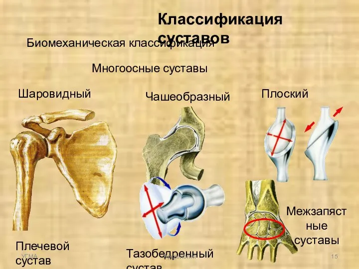 Классификация суставов Биомеханическая классификация Многоосные суставы Шаровидный Чашеобразный Плоский Плечевой сустав Тазобедренный