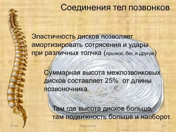 Суммарная высота межпозвонковых дисков составляет 25% от длины позвоночника. Там где высота