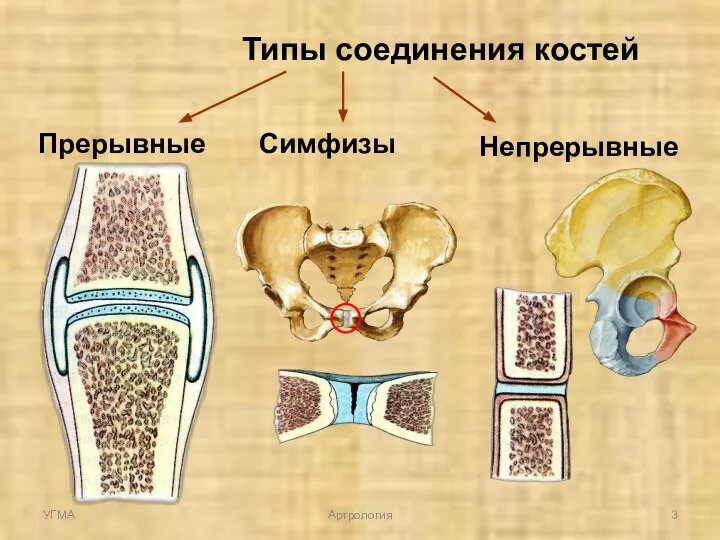 Типы соединения костей Прерывные Непрерывные Симфизы УГМА Артрология