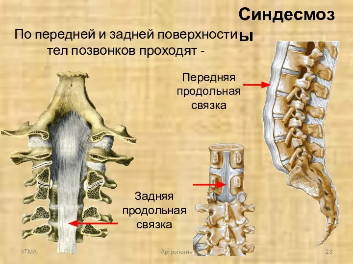 Синдесмозы По передней и задней поверхности тел позвонков проходят - Передняя продольная