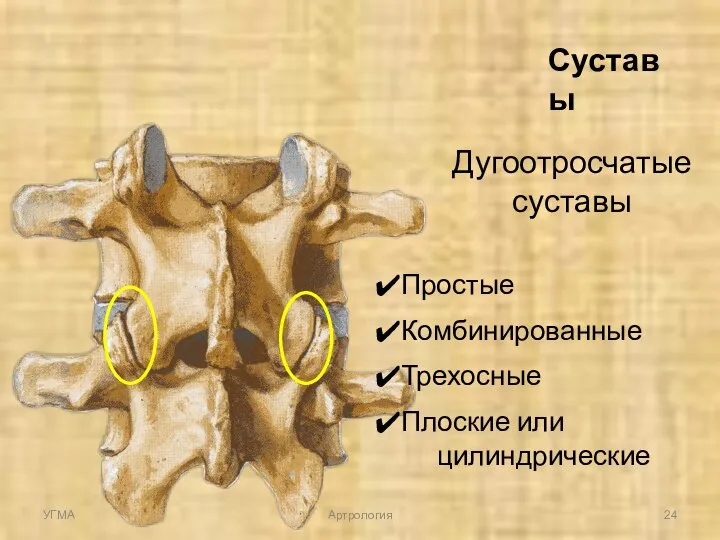 Дугоотросчатые суставы Простые Комбинированные Трехосные Плоские или цилиндрические Суставы УГМА Артрология