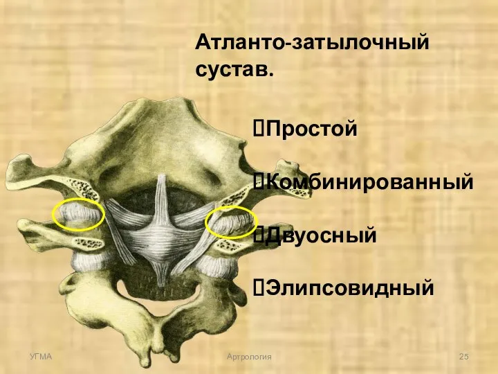 Атланто-затылочный сустав. Простой Комбинированный Двуосный Элипсовидный УГМА Артрология