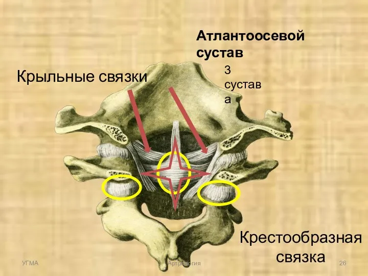 Атлантоосевой сустав 3 сустава Крестообразная связка Крыльные связки УГМА Артрология