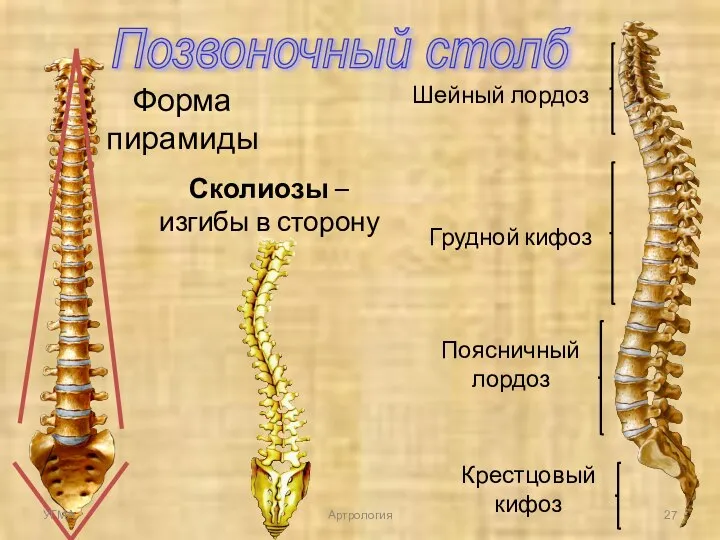 Позвоночный столб Форма пирамиды Шейный лордоз Грудной кифоз Поясничный лордоз Крестцовый кифоз