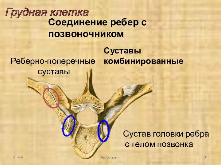 Грудная клетка Соединение ребер с позвоночником Сустав головки ребра с телом позвонка