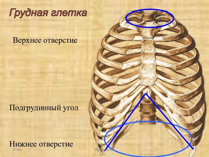 Грудная глетка Верхнее отверстие Нижнее отверстие Подгрудинный угол УГМА Артрология