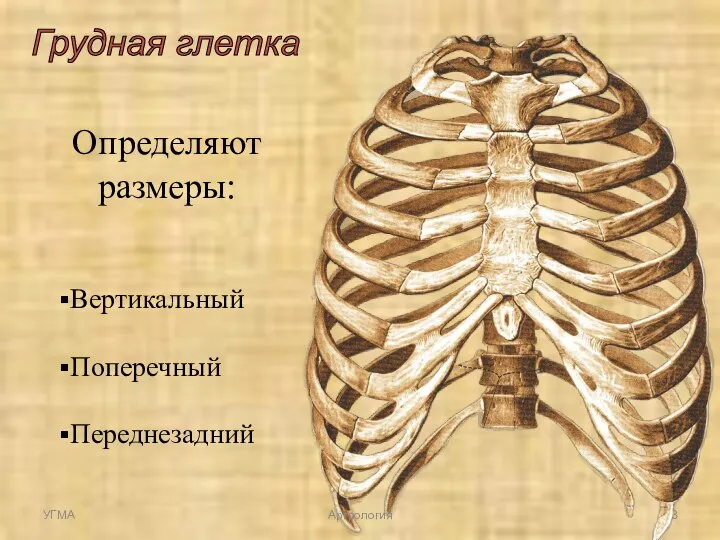 Грудная глетка Определяют размеры: Вертикальный Поперечный Переднезадний УГМА Артрология