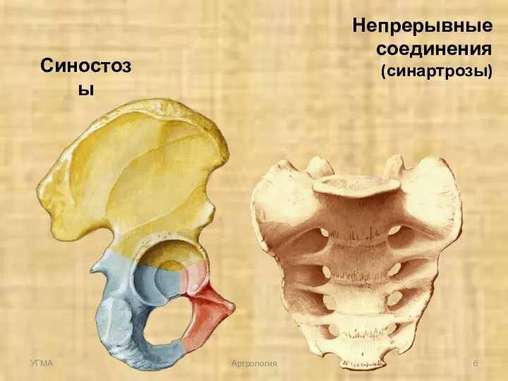 Синостозы Непрерывные соединения (синартрозы) УГМА Артрология