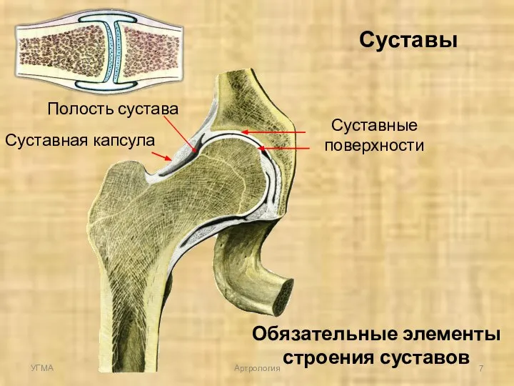 Суставы Суставные поверхности Суставная капсула Полость сустава Обязательные элементы строения суставов УГМА Артрология