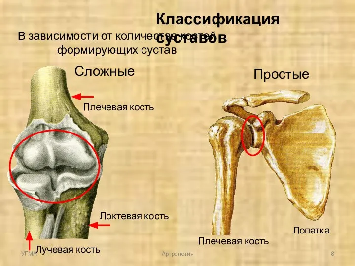 Классификация суставов В зависимости от количества костей формирующих сустав Простые Сложные Лопатка