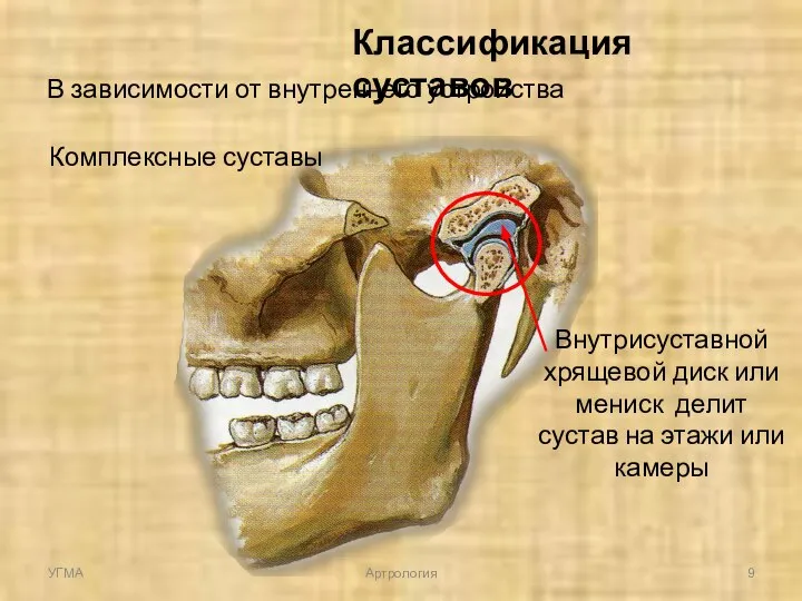 Классификация суставов В зависимости от внутреннего устройства Комплексные суставы Внутрисуставной хрящевой диск