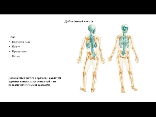 скелет плечевого пояса и свободнй верхней конечности (5)