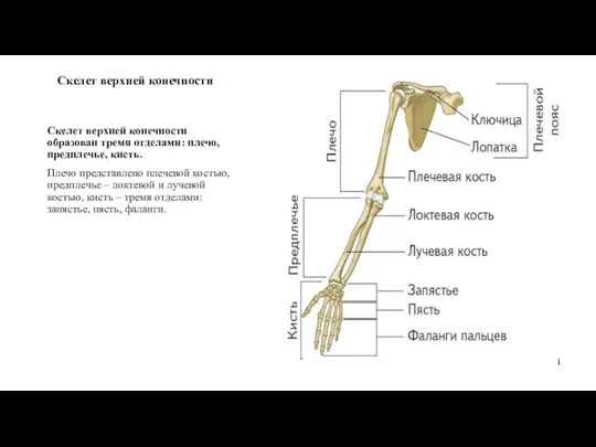 Скелет верхней конечности Скелет верхней конечности образован тремя отделами: плечо, предплечье, кисть.