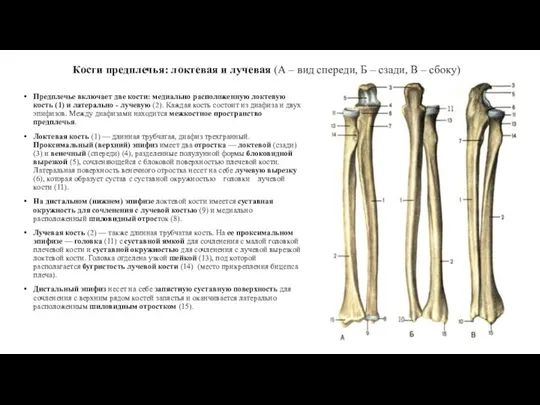 Кости предплечья: локтевая и лучевая (А – вид спереди, Б – сзади,