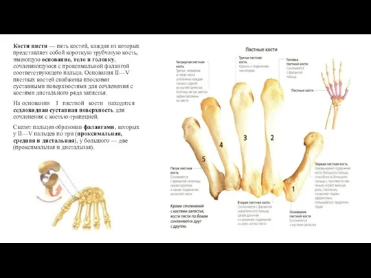 Кости пясти — пять костей, каждая из которых представляет собой короткую трубчатую