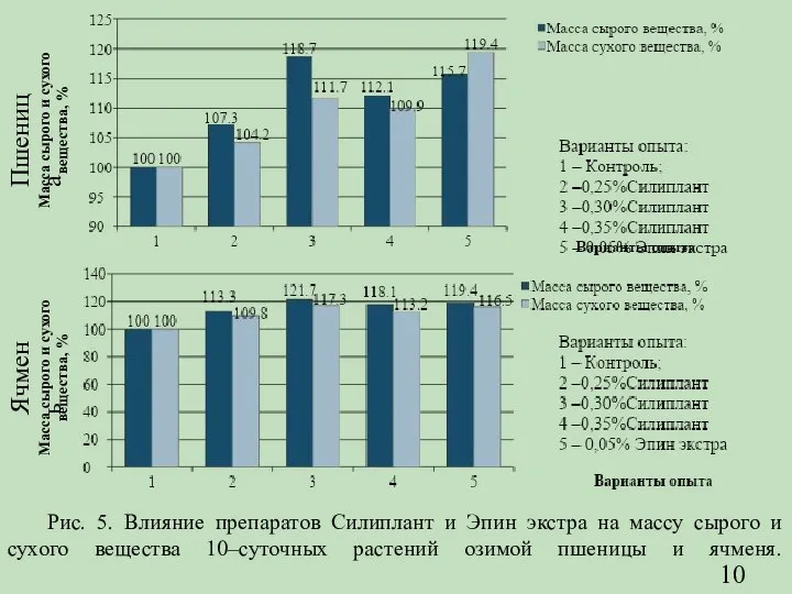 Рис. 5. Влияние препаратов Силиплант и Эпин экстра на массу сырого и