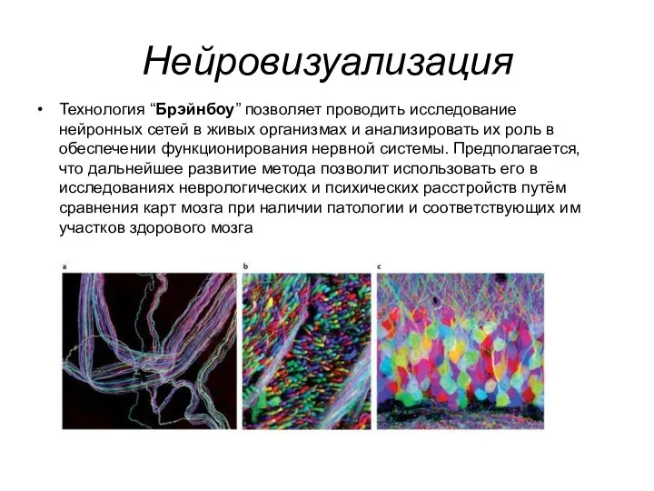 Нейровизуализация Технология “Брэйнбоу” позволяет проводить исследование нейронных сетей в живых организмах и