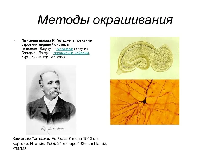 Методы окрашивания Примеры вклада К. Гольджи в познание строения нервной системы человека.