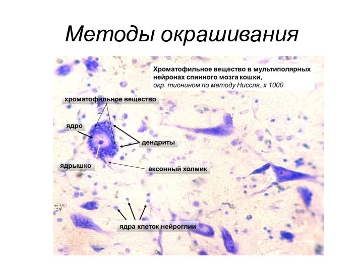 Методы окрашивания