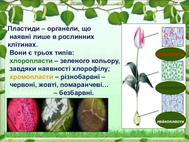 Пластиди – органели, що наявні лише в рослинних клітинах. Вони є трьох