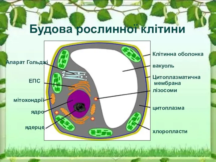 Будова рослинної клітини Клітинна оболонка вакуоль Цитоплазматична мембрана лізосоми цитоплазма хлоропласти ЕПС