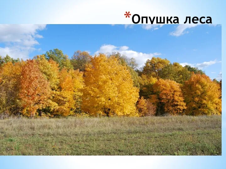 Опушка леса