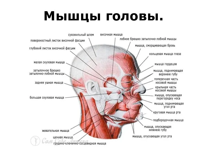 Мышцы головы.