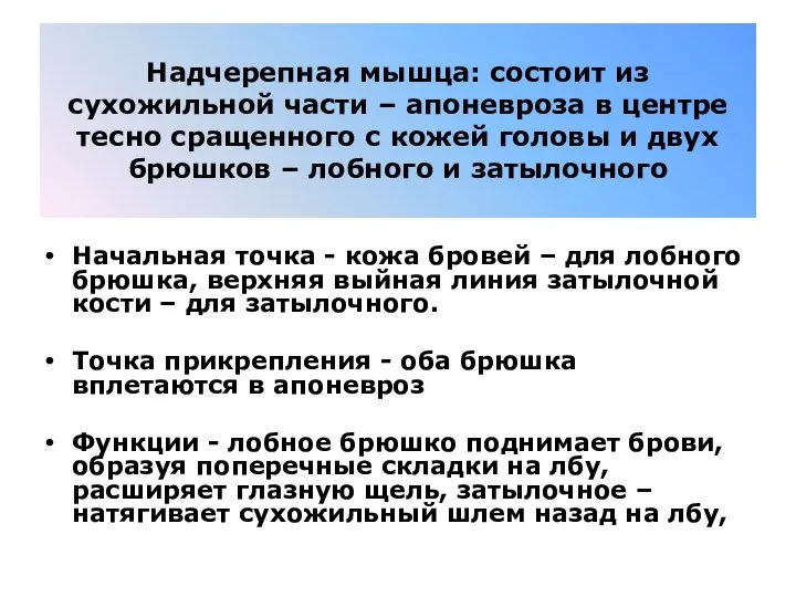 Надчерепная мышца: состоит из сухожильной части – апоневроза в центре тесно сращенного