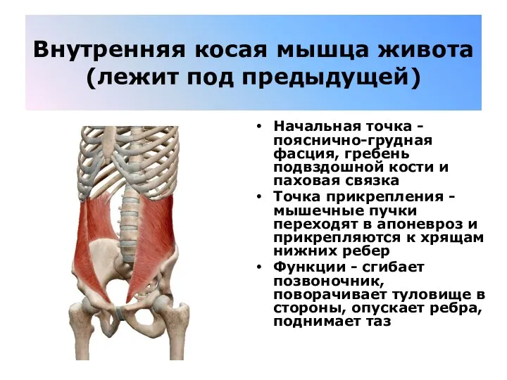 Внутренняя косая мышца живота(лежит под предыдущей) Начальная точка - пояснично-грудная фасция, гребень