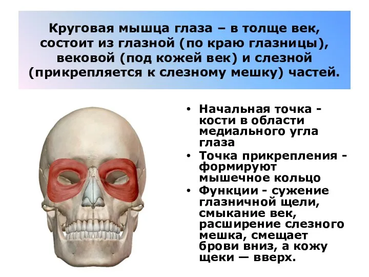 Круговая мышца глаза – в толще век, состоит из глазной (по краю