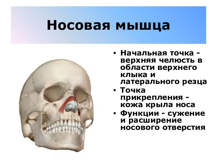 Носовая мышца Начальная точка - верхняя челюсть в области верхнего клыка и