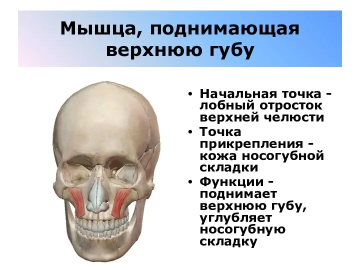 Мышца, поднимающая верхнюю губу Начальная точка - лобный отросток верхней челюсти Точка