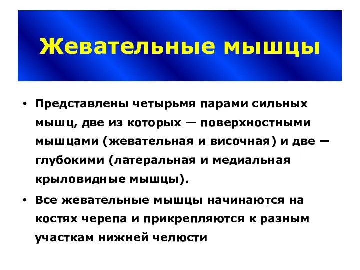 Жевательные мышцы Представлены четырьмя парами сильных мышц, две из которых — поверхностными